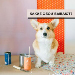 Какие обои бывают? Какие обои бывают?